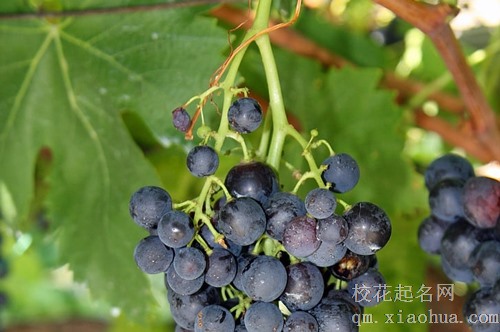 梦见自己在房间地上捡葡萄皮