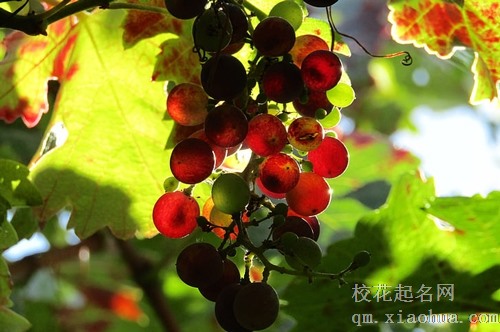 梦见死去亲人让我去买葡萄
