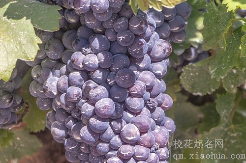 梦见地里结出葡萄