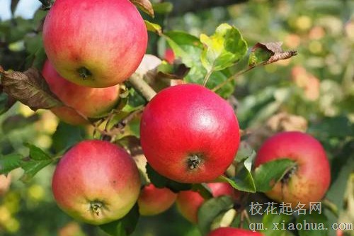 梦见整车的苹果