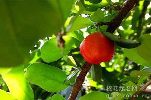 梦见树上结满苹果烂掉了