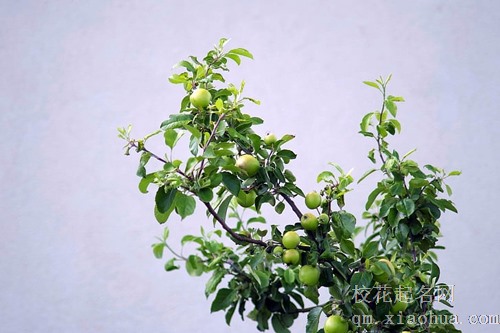 梦见爬树摘苹果和梨