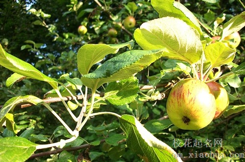 梦见苹果和土豆是什么意思