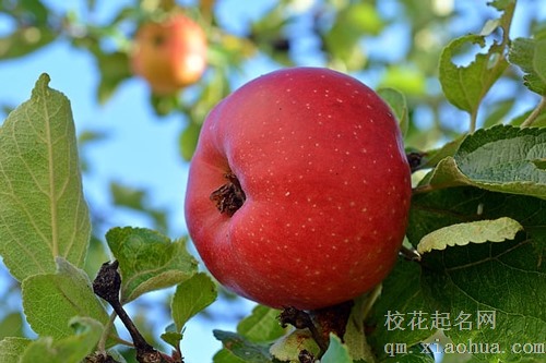 梦见吃苹果咬到虫