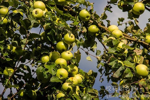 梦见自己在院子里种苹果树开花了