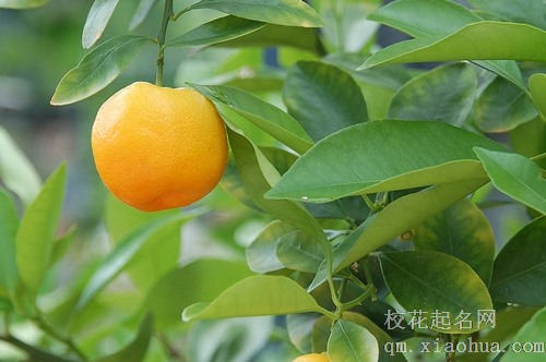 梦见男性朋友给我吃橘子