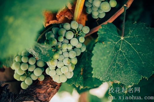 梦见人家送葡萄和海蜇
