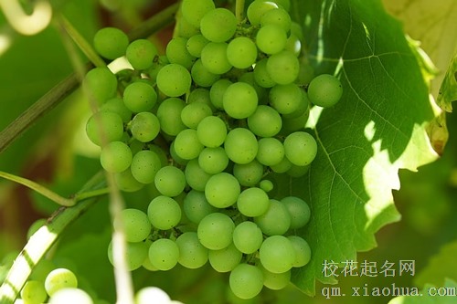 梦见梦见偷吃葡萄是什么意思