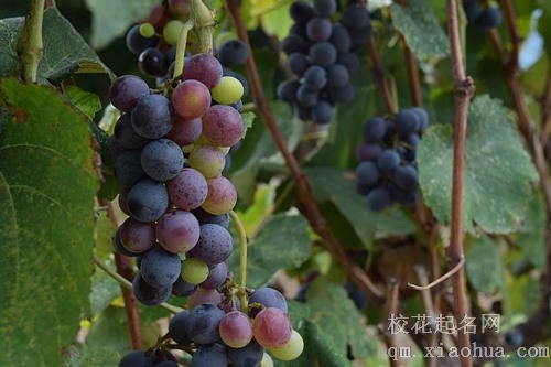 梦见摘到葡萄