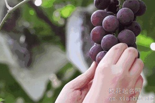 梦见葡萄里面有虫在爬