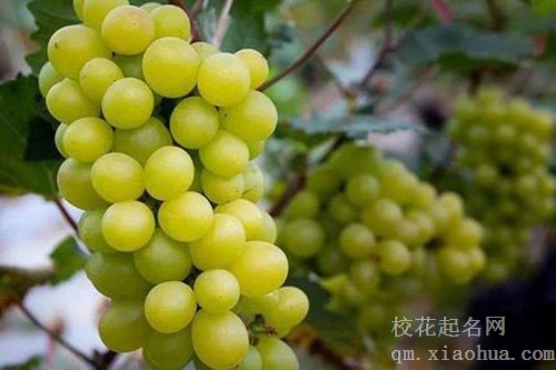 梦见梦见吃葡萄看花