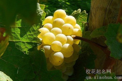 梦见刚长出来的小葡萄