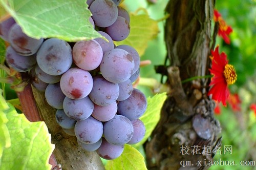 梦见家里的地种葡萄和芒果