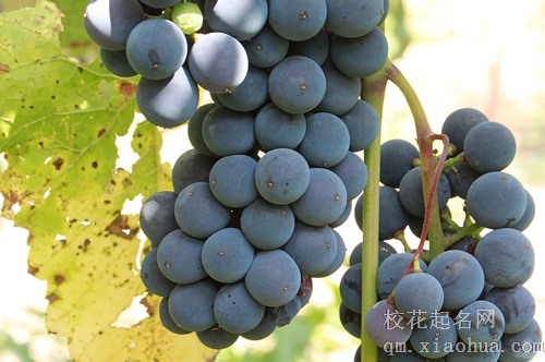 梦见葡萄树上结柿子