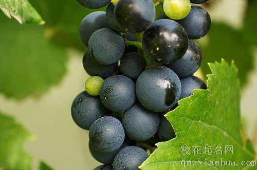 梦见已故老人吃葡萄