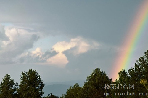 梦见发光的树