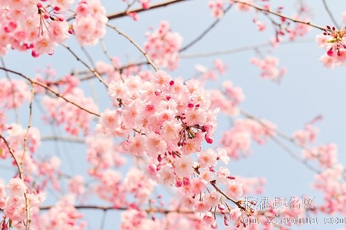 梦见花生树
