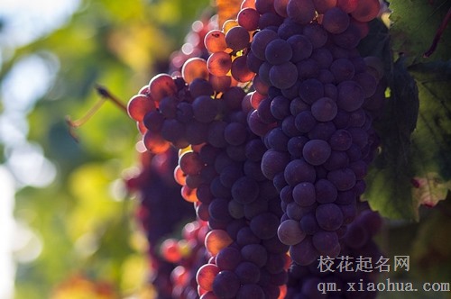 梦见摘葡萄吃很酸