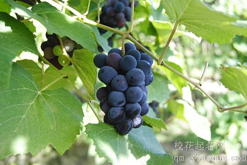 梦见树上接了好多葡萄