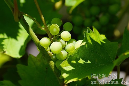 梦见成车的葡萄