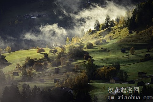 梦见五颜六色的树