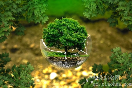 梦见满山树开花