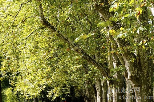 梦见桐树花掉落是什么意思
