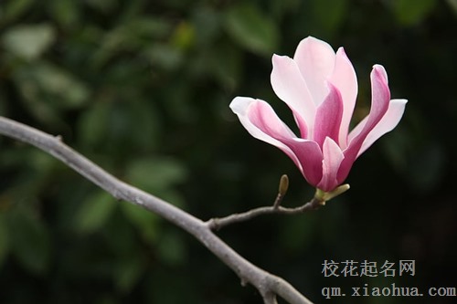 梦见粉红玉兰花开满树