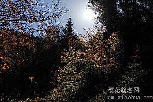 梦见自己地里栽着别人的树