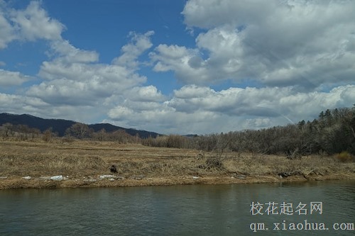 梦见刮风树刮断