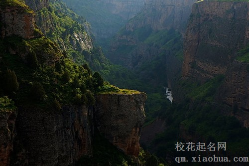 梦见龙形的树