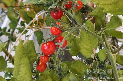 梦见树接满西红柿