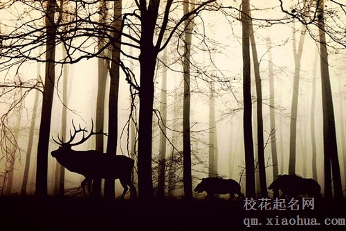 梦见树砸死人