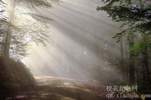 梦见自己砍树树倒了