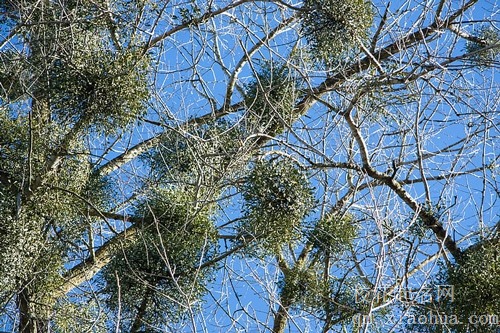 梦见寻找莲雾树