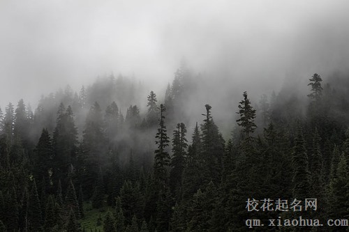 梦见锯倒树砸死人