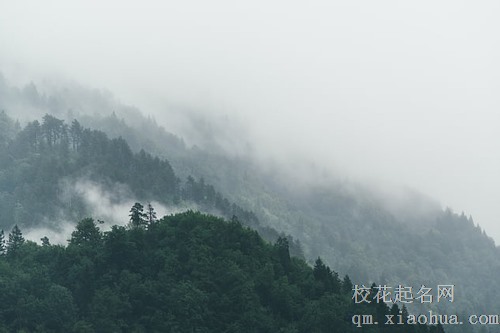 梦见树变成了人