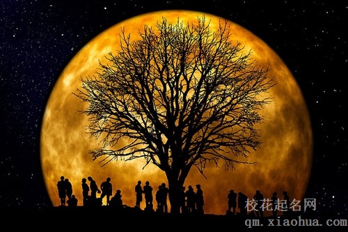 梦见树长的很快