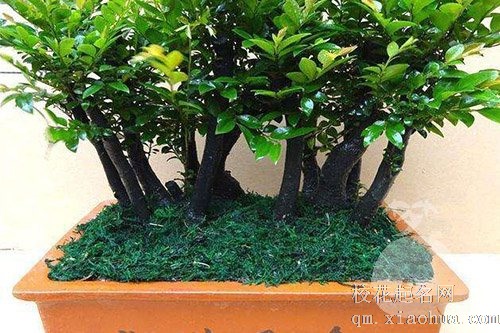 梦见花盆里的种的树