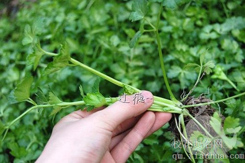梦见自己拔香菜