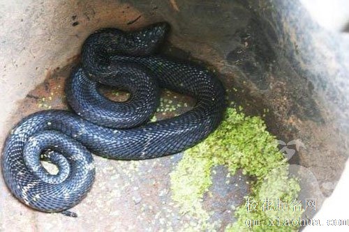 怀孕梦见两条黑蛇