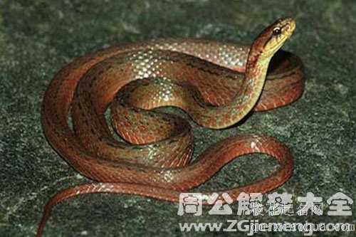 孕妇梦见蛇被吓醒