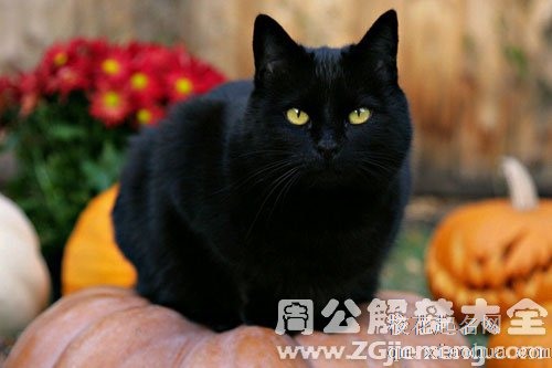 孕妇梦见大黑猫