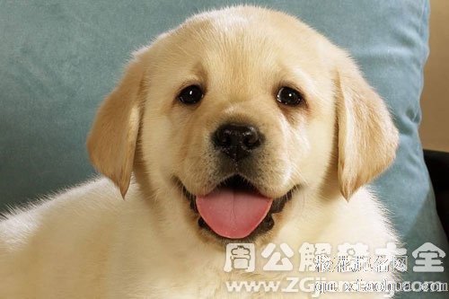 孕妇梦见狗对自己叫