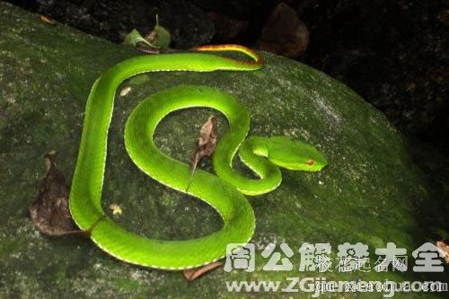 孕妇梦见会飞的蛇