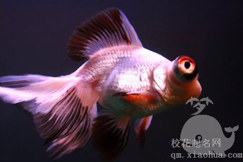 孕妇梦见鱼跟蛇