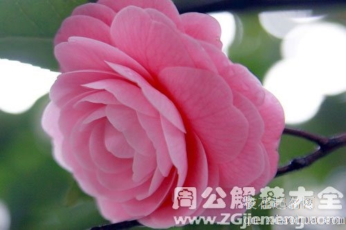 孕妇梦见很漂亮的花