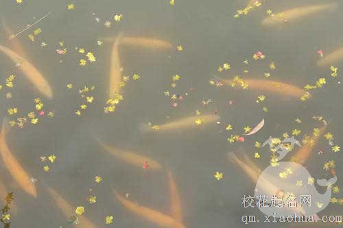 孕妇梦见鱼吃蛇