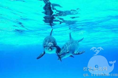 孕妇梦见鱼和海豚