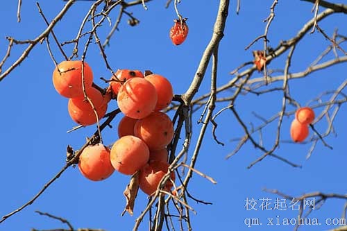 梦见柿子好不好